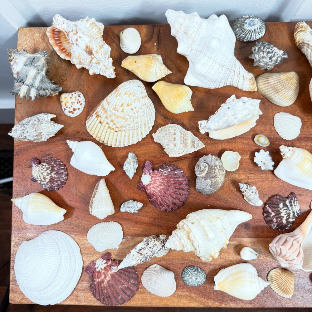 Large Assorted Sea Shell Collection Natural Conch Scallop Whelk Beach Decor Lot - Picture 2 of 16